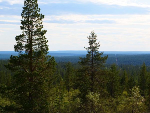 Excursión a la Zona Silvestre de Hammastunturi